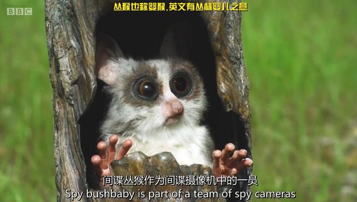 短篇结构亲子任务